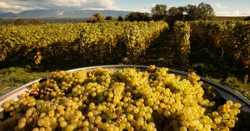 წელს ღვინის ქარხნებმა 118 ათასი ტონა ყურძენი ჩაიბარეს