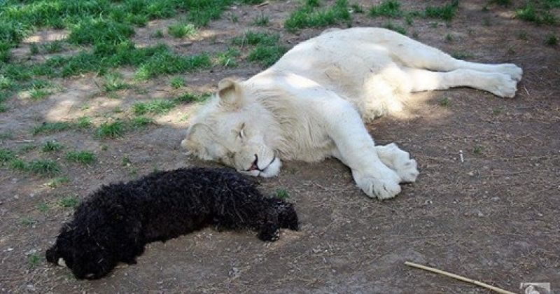 თეთრი ლომის ბოკვერი შუმბა ცეცხლსასროლი იარაღით მოკლული იპოვეს
