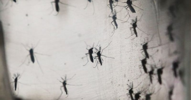 ზიკა ვირუსი ევროპაშიც გამოვლინდა
