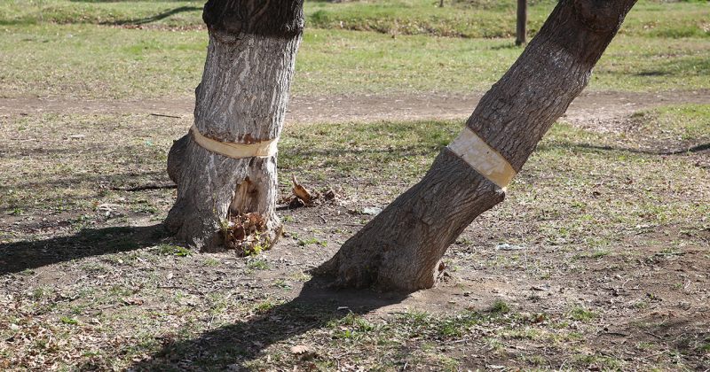 მერია: დიღმის ტყე-პარკში ხე-მცენარეების განზრახ დააზიანების ფაქტი გამოვლინდა