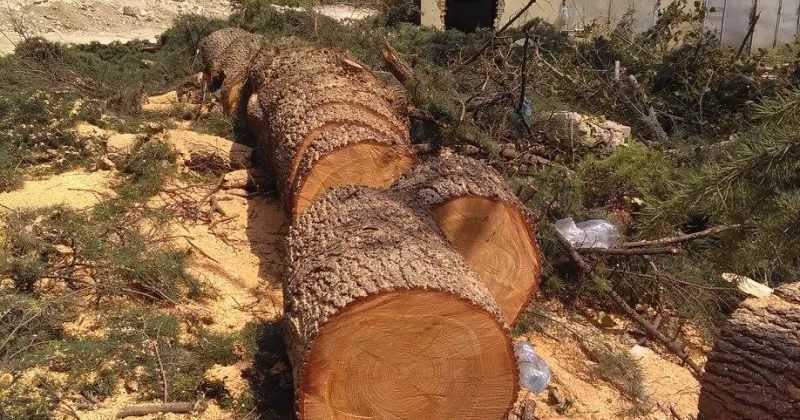 IDFI: ხეებისთვის დაზიანებულის სტატუსის მინიჭებასთან დაკავშირებით ეჭვი ჩნდება