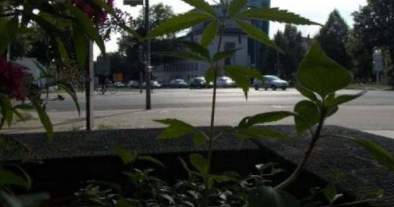 გერმანიაში, პროტესტის ნიშნად, მარიხუანა ქუჩებში დათესეს