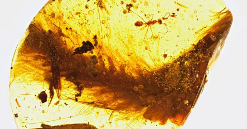 მეცნიერებმა ქარვაში გაქვავებული დინოზავრის კუდის ფრაგმენტი აღმოაჩინეს