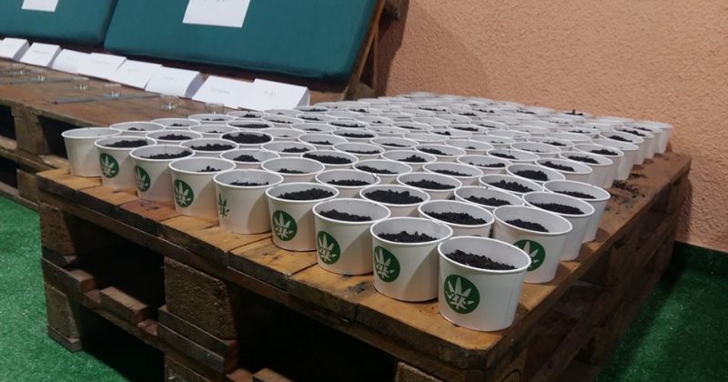 შსს: გირჩის ოფისში, სავარაუდოდ, მარიხუანას დათესვაზე გამოძიება დაიწყო