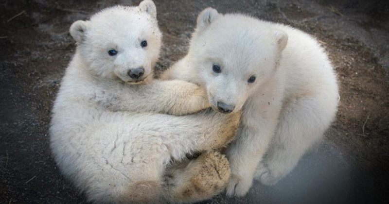 ოჰაიოს შტატის ქალაქ კოლუმბუსის ზოოპარკის ტყუპი პოლარული დათვები