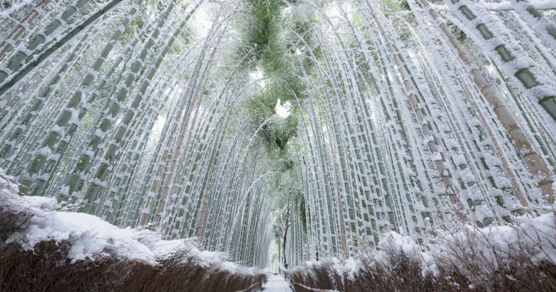 დათოვლილი ბამბუკის ტყე კიოტოში