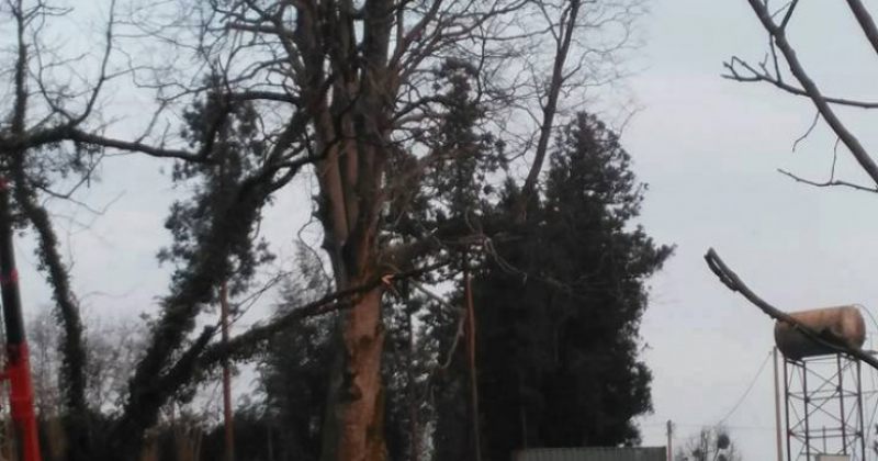 ქართუ: წიფელს დიდი ტოტი მოტყდა, მაგრამ ხის აღდგენა შესაძლებელია