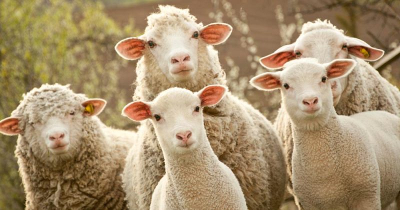 მთავრობის ინიციატივით, უცხოური ცხვრის ქართულ ცხვარში შერევა მკაცრად დაისჯება