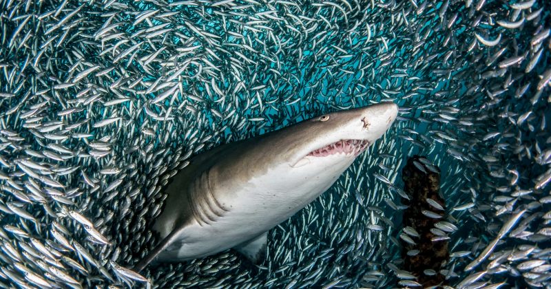 ზოლიანი ზვიგენი ათასობით თევზში