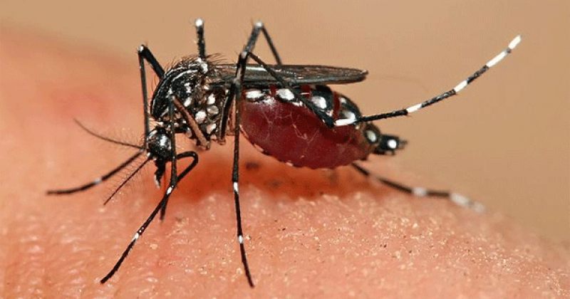 6 მიზეზი, რატომ ხართ კოღოებისთვის უფრო მიმზიდველი