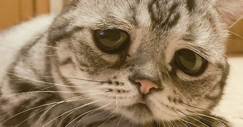 ლუჰუ, ყველაზე მოწყენილი კატა მსოფლიოში