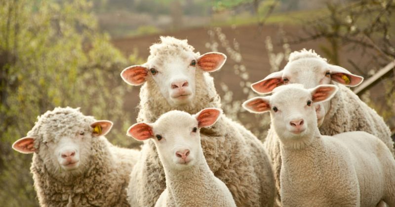 საპატრიარქო 3 ცხვრის შეწირვაზე: ამით ღვთივსათნო საქმე აღესრულება