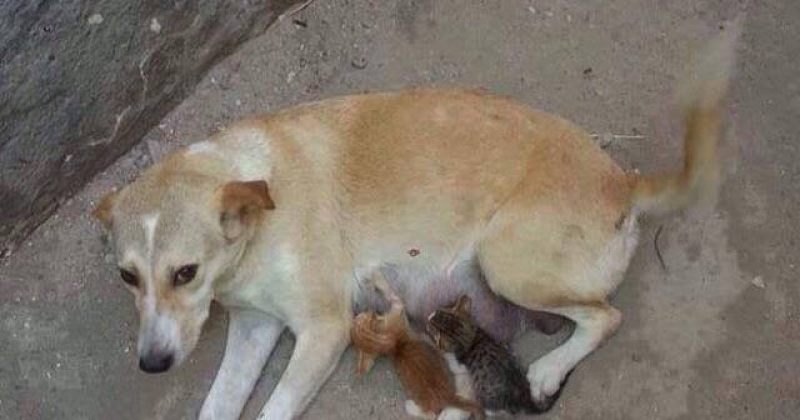 დღის ფოტო: ქუჩის ძაღლი მიტოვებულ კნუტებს კვებავს 
