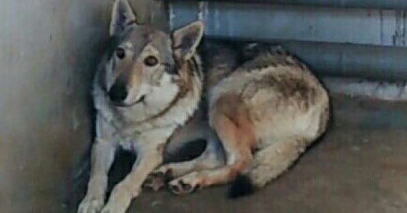 გარემოს დაცვის სამინისტრო: ვარკვევთ, თბილისში ნაპოვნი ცხოველი მგელია თუ მგელ-ძაღლი