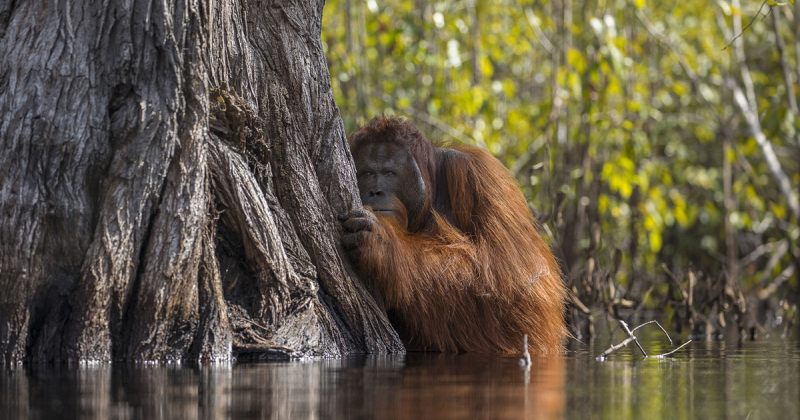 NATIONAL GEOGRAPHIC-ის 2017 წლის კონკურსის გამარჯვებული ფოტოები