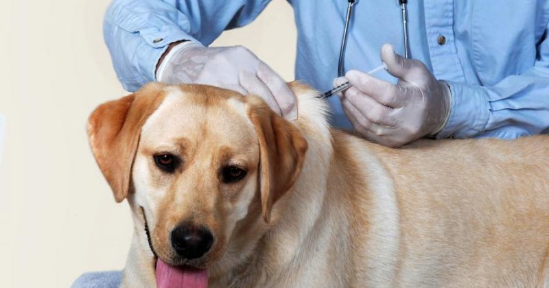 ლაგოდეხში, სოფელ შრომაში ძაღლის ცოფით დაავადების შემთხვევა გამოვლინდა
