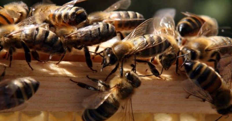 აშშ-ში ნახევარი მილიონი ფუტკრის მოკვლისთვის ორი 12 წლის ბიჭი დაიჭირეს