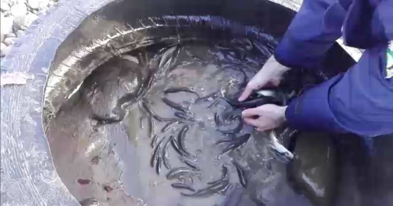 მდინარე მტკვრიდან კუსტარული თევზსაჭერი მოწყობილობები ამოიღეს