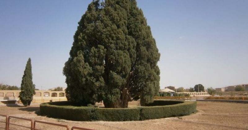 ირანი UNESCO-ს მიმართავს, სიძველით მე-2 ხე მსოფლიო მემკვიდრეობის სიაში შეიტანოს
