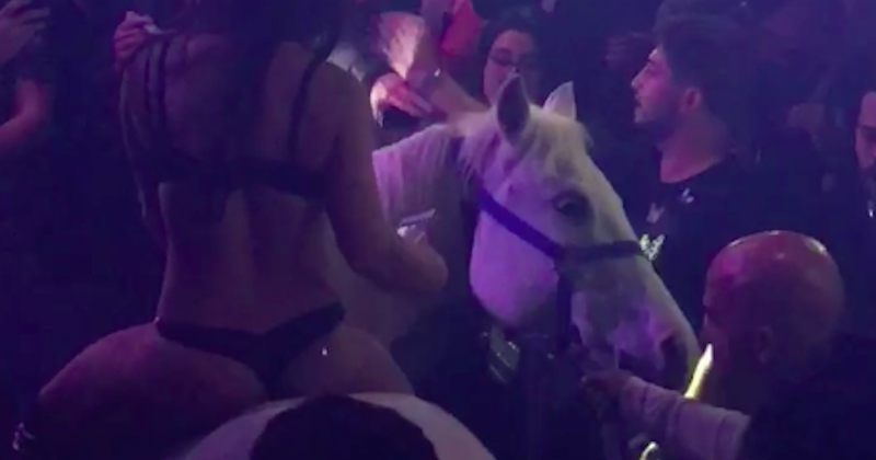 ღამის კლუბი, სადაც საცეკვაო სივრცეში ქალმა ცხენი შეიყვანა, დაიხურა [VIDEO]
