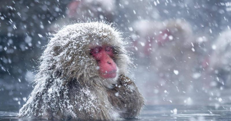 თოვლის მაიმუნები თერმულ მინერალურ წყაროებს სტრესის შესამცირებლად იყენებენ