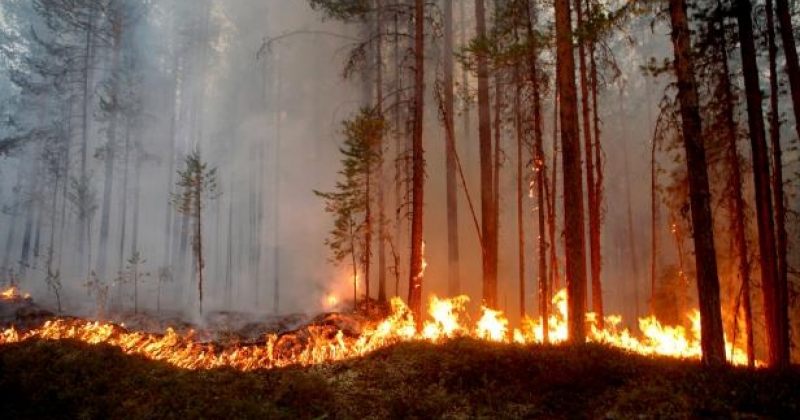 შვედეთს ტყეში ხანძრის ჩასაქრობად 6 ქვეყანა ეხმარება 