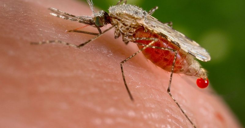 FDA-მ მალარიის ახალი წამალი დაამტკიცა