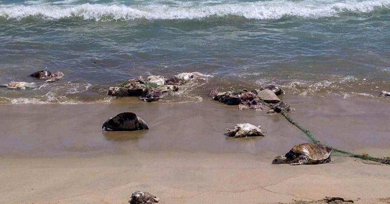მექსიკის სანაპიროსთან  300-ზე მეტი მკვდარი კუ იპოვეს [ვიდეო]