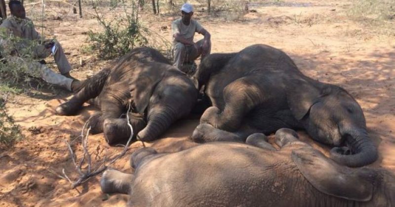 ბოტსვანაში ბრაკონიერებმა 90-მდე სპილო მოკლეს