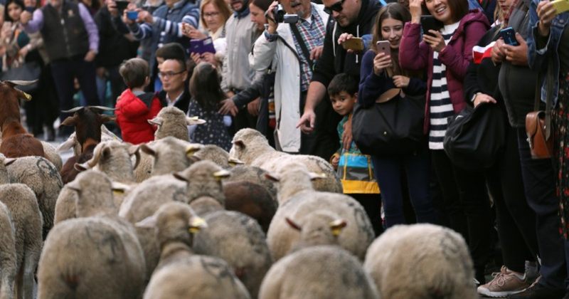 მადრიდის ცენტრში საავტომობილო მოძრობა ასობით ცხვრის გადაადგილების გამო შეფერხდა (VIDEO)