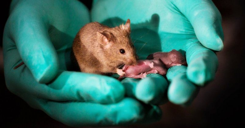 ჩინელმა მეცნიერებმა ერთნაირსქესიანი თაგვებისაგან შთამომავლობის მიღება შეძლეს