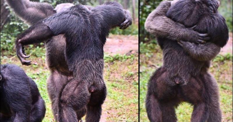 შიმპანზეები საკვების მოსვლას "აღნიშნავენ" 