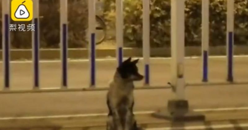 ძაღლი 80 დღის განმავლობაში იმ ქუჩაზე იჯდა, სადაც მისი პატრონი მოკლეს - ვიდეო