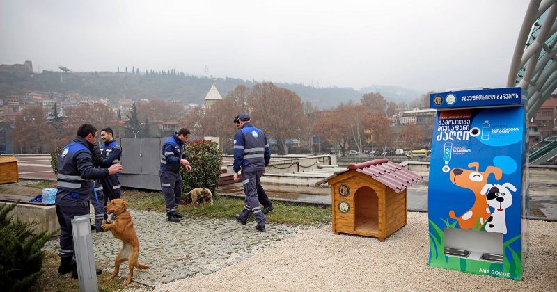 თბილისში მიუსაფარი ძაღლებისთვის კვების აპარატები და ხის სახლი დაიდგა