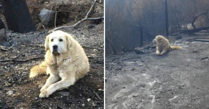 კალიფორნიაში ხანძრისგან განადგურებულ სახლთან, ძაღლი პატრონს ერთი თვე ელოდებოდა