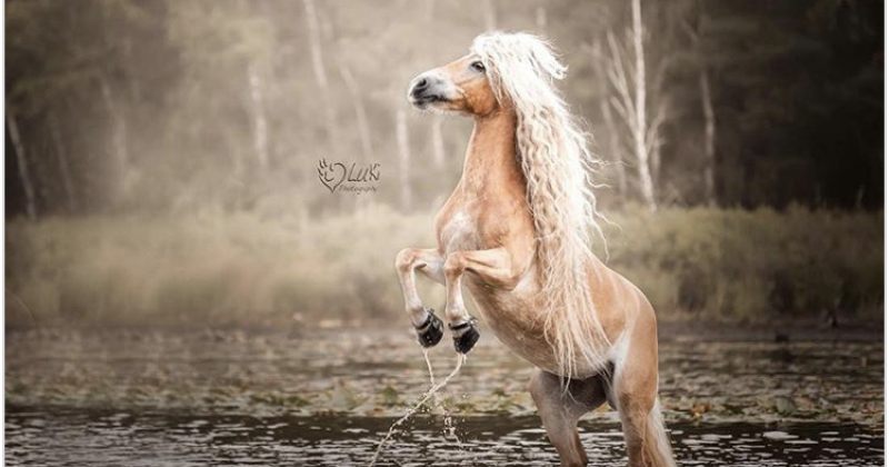 ცხენი, რომელსაც რაპუნცელივით გრძელი და ქერა თმა აქვს - სურათები