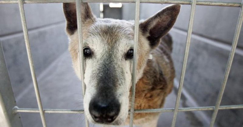 2019 წლიდან კალიფორნიაში მხოლოდ თავშესაფრის ცხოველების ყიდვა იქნება შესაძლებელი