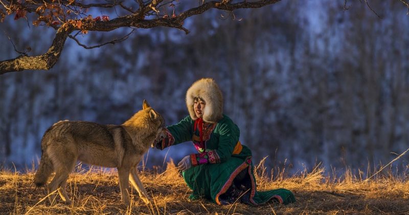 ჩინელი ქალი რომელიც მგლებს ზრდის [ფოტოები]