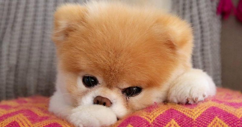 ძაღლი ბუუ, რომელსაც Facebook-სა და Instagram-ზე მილიონობით მიმდევარი ჰყავდა, მოკვდა