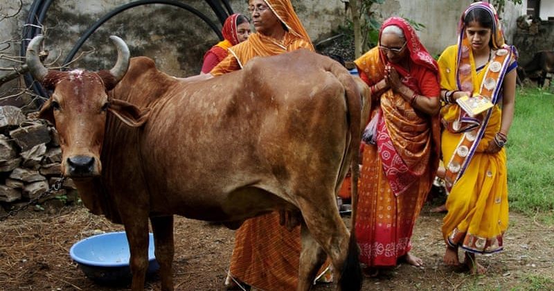 HRW: ინდოეთის ძროხების თვითორგანიზებულმა დამცველებმა ბოლო 3 წელში 44 ადამიანი მოკლეს