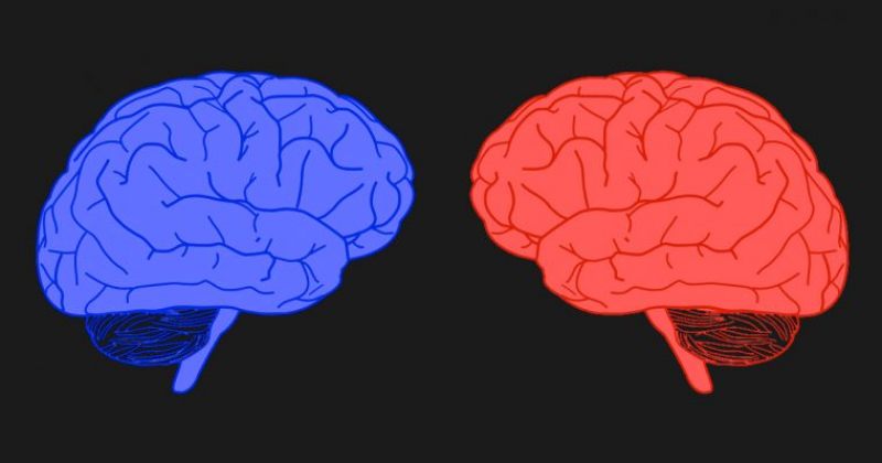 რა განსხვავებაა ლიბერალების და კონსერვატორების ტვინებს შორის? 