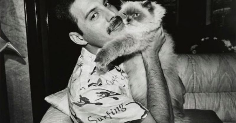 ფრედი მერკური და მისი კატები - გალერეა