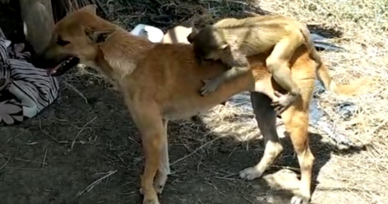 ძაღლმა მაიმუნი სიკვდილს გადაარჩინა, შემდეგ კი იშვილა - ვიდეო