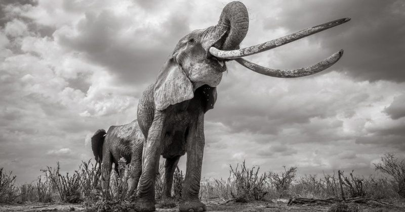კენიის "დედოფალი სპილო" მოკვდა - ფოტოგრაფმა მას უკანასკნელი სურათები გადაუღო