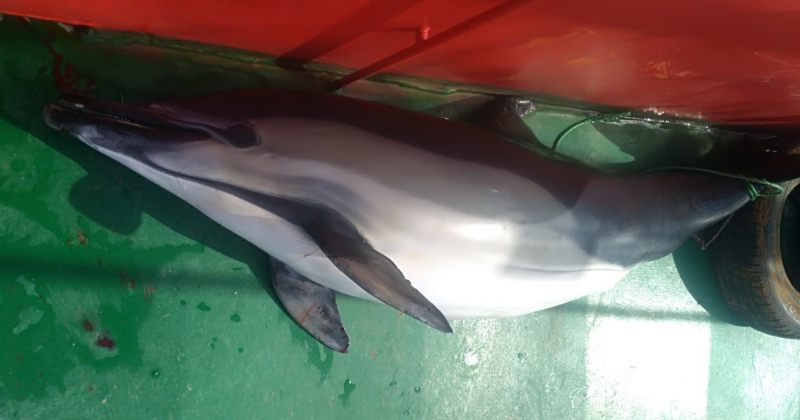 ბათუმში დელფინის მოკვლისთვის პირი 40 900 ლარით დააჯარიმეს