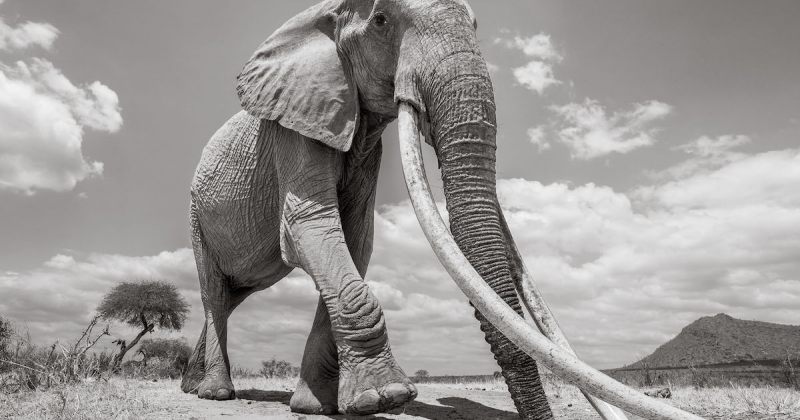 სპილოების დედოფალი - 60 წლის მდედრი სპილოს უკანასკნელი დღეები - ფოტოები