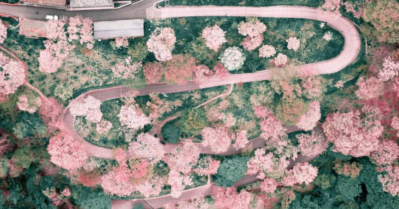 საკურას ყვავილობა ტოკიოში - დრონით გადაღებული ფოტოები 