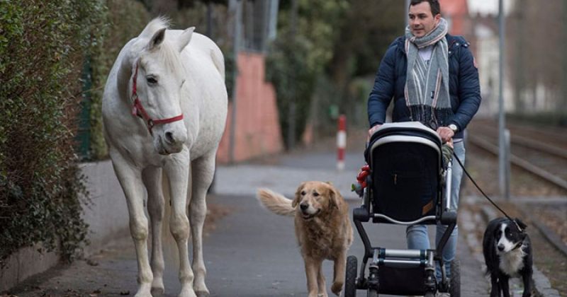 ცხენი, რომელიც 14 წელია ფრანკფურტის ქუჩებში მარტო სეირნობს - ფოტოები