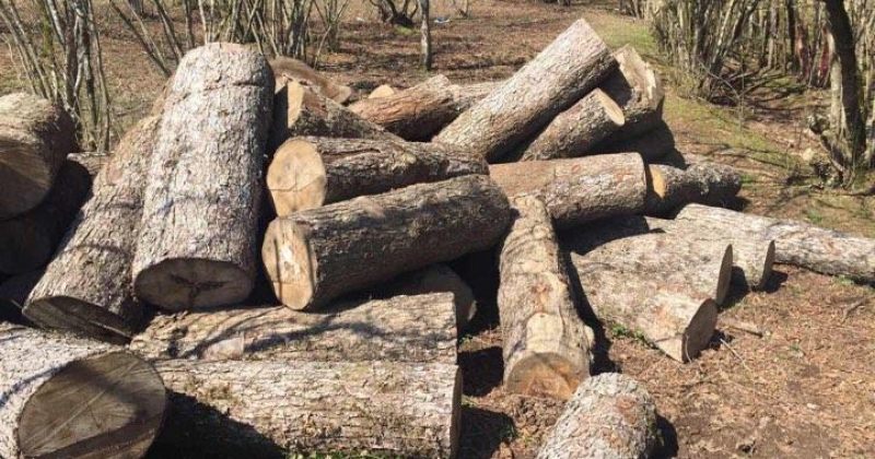 2019 წლის მარტში ხე-ტყის უკანონო მოპოვებისა და ტრანსპორტირების 375 ფაქტი გამოავლინეს