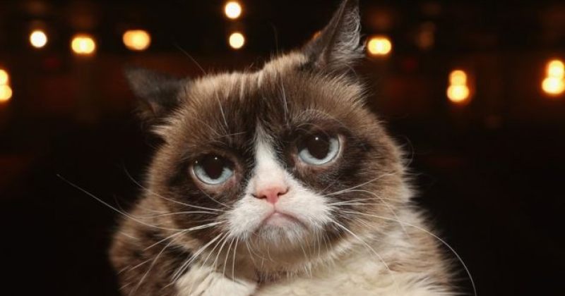 ინტერნეტ-სენსაცია, 7 წლის კატა Grumpy Cat მოკვდა [ფოტოები]